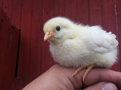 yellow chick on person's hand thumbnail