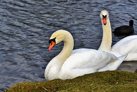 close-up photo of white goose near green grass thumbnail