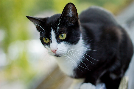 tuxedo cat sitting on balcony in selective focus photography thumbnail
