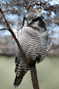 white and black owl perched on brown tree branch at daytime thumbnail