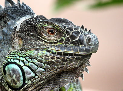 macro shot photography of black reptile thumbnail
