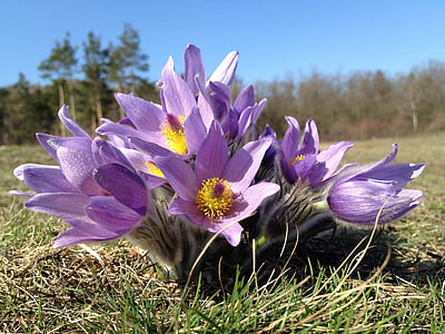 purple and yellow petaled flowers thumbnail