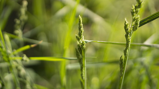 closeup photo of green wheat thumbnail