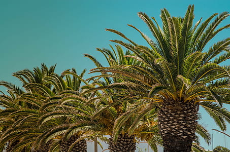palm tree under blue sky thumbnail