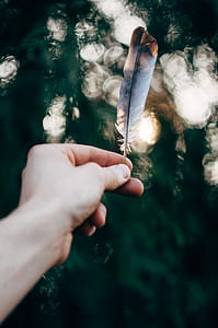 person showing gray and brown feather thumbnail