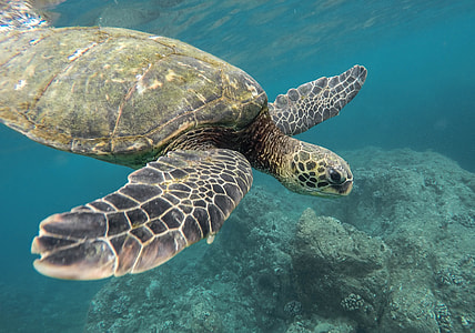 green and black turtle underwater thumbnail