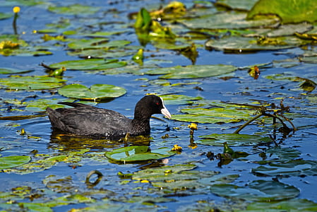 black duck near waterlilies during daytime thumbnail