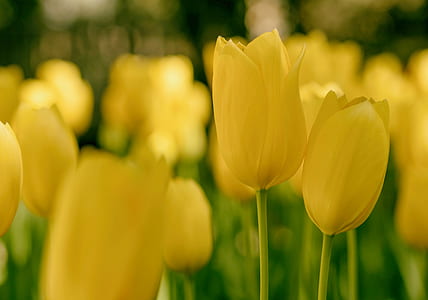 shallow focus photography of yellow tulips thumbnail