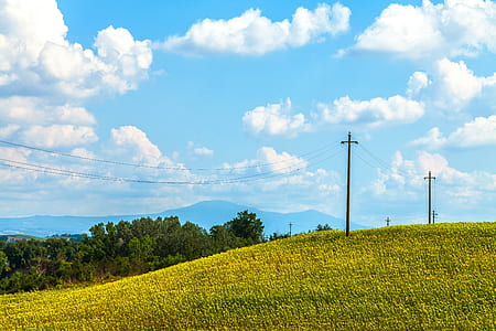 green grass and trees thumbnail