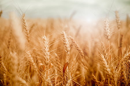 Golden wheat field and sunny day thumbnail
