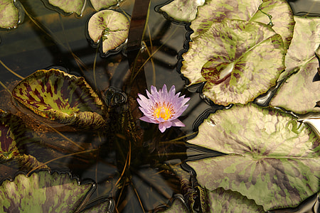 Botanical Garden Augsburg, Water Lily thumbnail