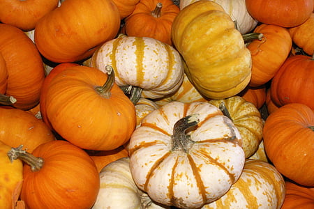 assorted pumpkin lot thumbnail