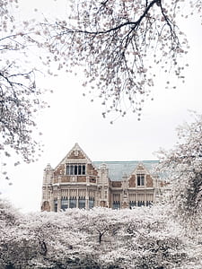 brown and teal mansion surrounded with trees with white leaves thumbnail
