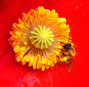 bee on orange flower thumbnail