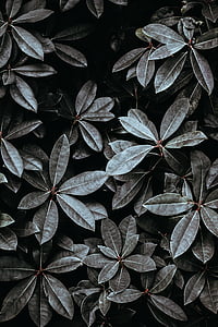 photo of green leafed plants thumbnail