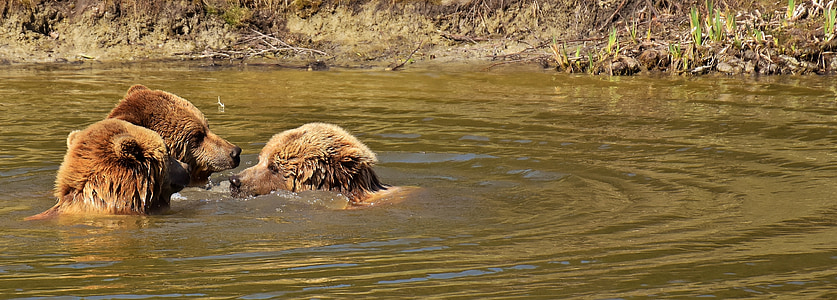 three grizzly bears in body of water thumbnail