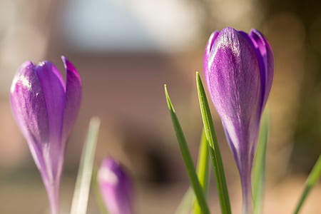 purple flowers thumbnail
