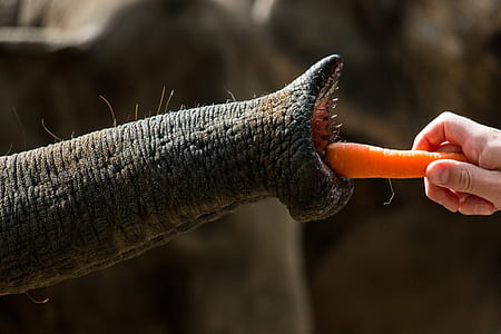 person holding carrot putting it on elephant trunk during daytime thumbnail