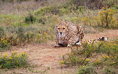 leopard sitting on ground thumbnail