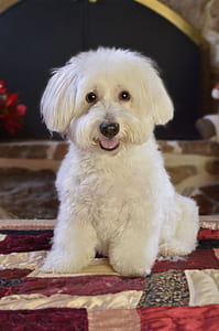 long-coated white puppy on textile thumbnail