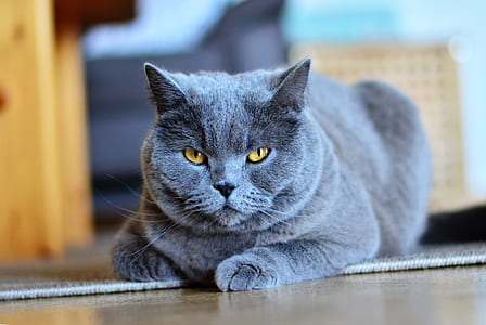 gray cat on area rug thumbnail