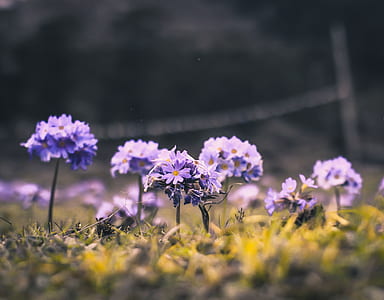 purple cluster flowers in selective focus photography thumbnail