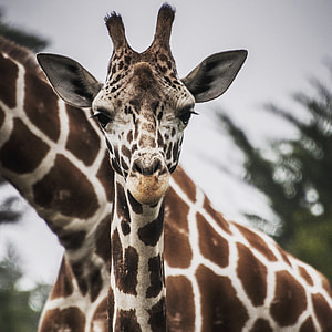 tilt shift lens photography of giraffe during daytime thumbnail
