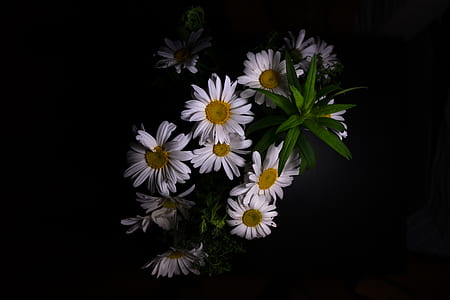 white Daisy flowers thumbnail