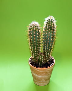 green cacti in brown vase thumbnail