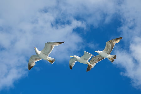 three white bird flying during daytime thumbnail