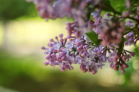 purple lilac flower in selective focus photography thumbnail