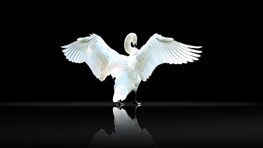 white swan spreading wings thumbnail