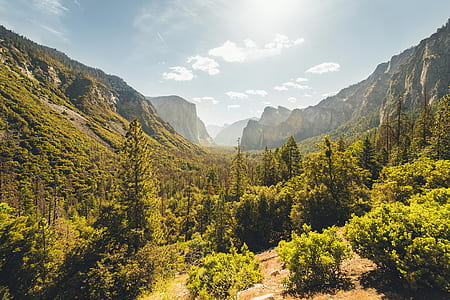 green forest on mountian thumbnail