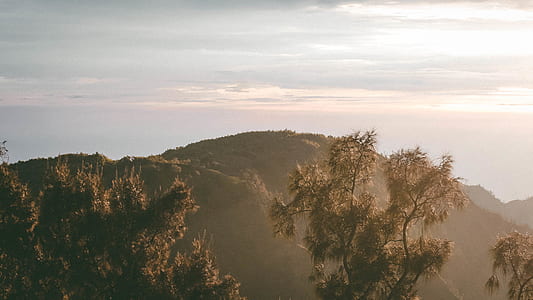 tall trees with mountain in distance during daytime thumbnail