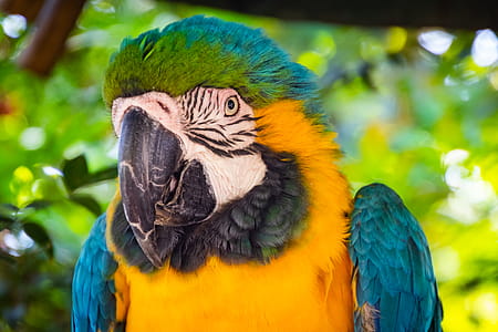 Macaw Bird thumbnail