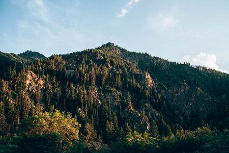 green trees thumbnail