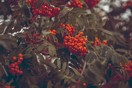 orange fruits with green leaves at daytime thumbnail