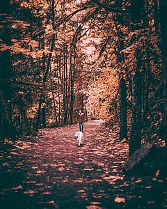 man walking near white dog near tall trees at daytime thumbnail