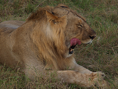 male lion lying on ground opening his mouth during daytime thumbnail