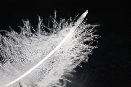 macro photography of white feather thumbnail