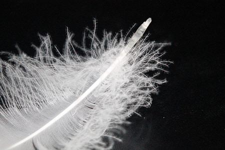 selective focus photo of white feather thumbnail