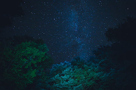 green tree during nightime thumbnail