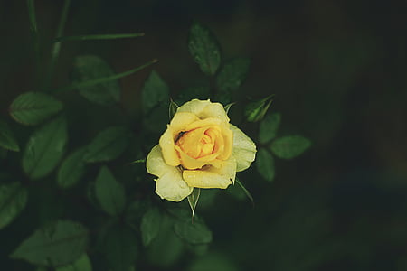 closeup photography of yellow rose thumbnail