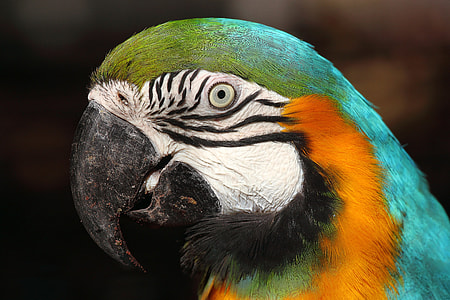 blue Scarlet Macaw up close photo thumbnail