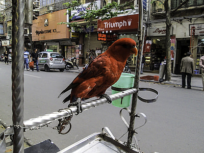 Chained Parrot on the Street in Hanoi, Vietnam thumbnail