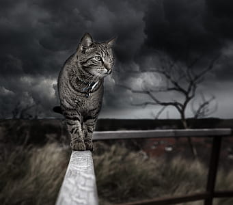 gray tabby cat on handrails thumbnail