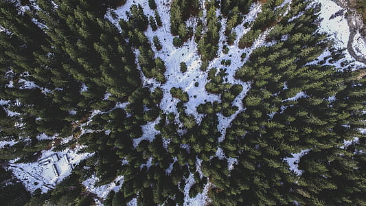 birds eye view of forest thumbnail