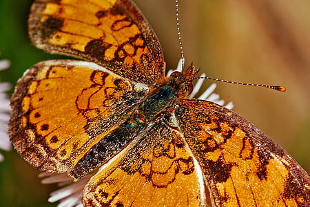 Brown Black and Yellow Butterfly on White Flower thumbnail