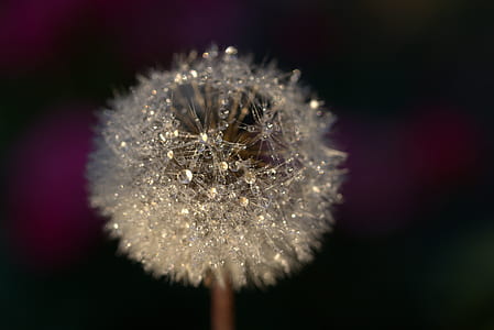blur, macro, dandelion, flora thumbnail