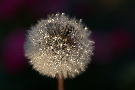white dandelion flower thumbnail
